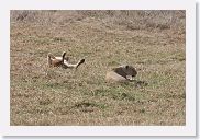 07IntoNgorongoro - 149 * Lounging Lionesses.